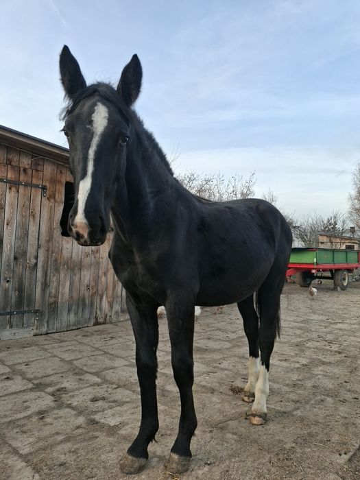 Konie Śląskie klacz