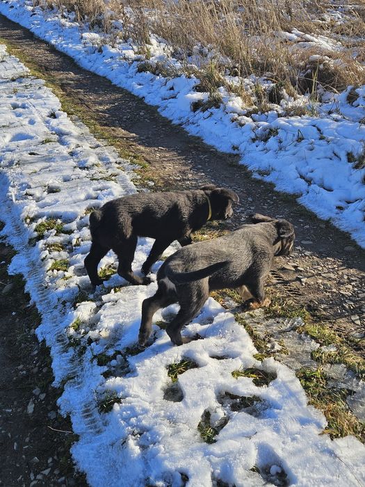 Віддам в добрі руки