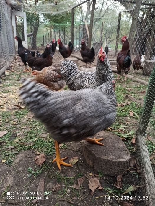 Півні Лівенська ситцева