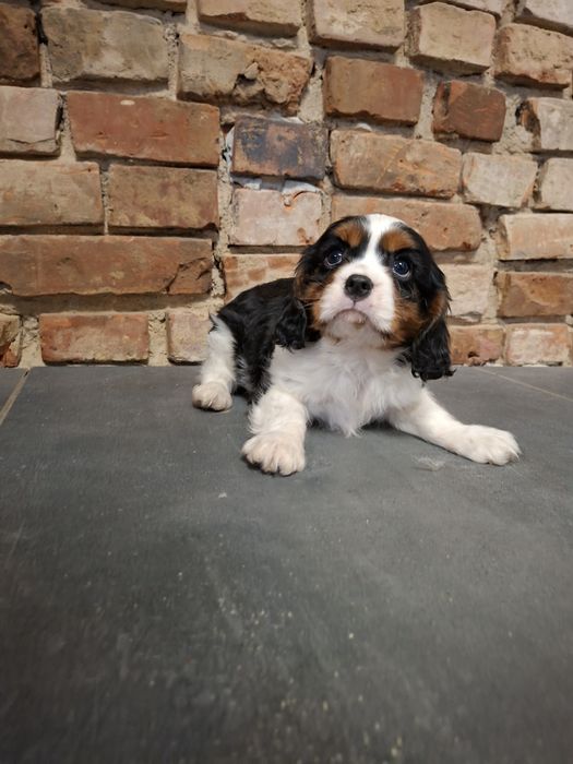 Cavalier King Charles spaniel piesek tricolor