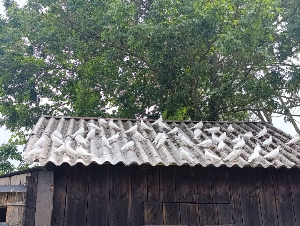 Czpele gołębie sprzedam