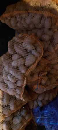 Ziemniaki Oberon, Denar paszowe