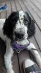 Suczka springer spaniel angielski, szczenię