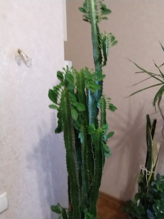 Кактус  кімнатний