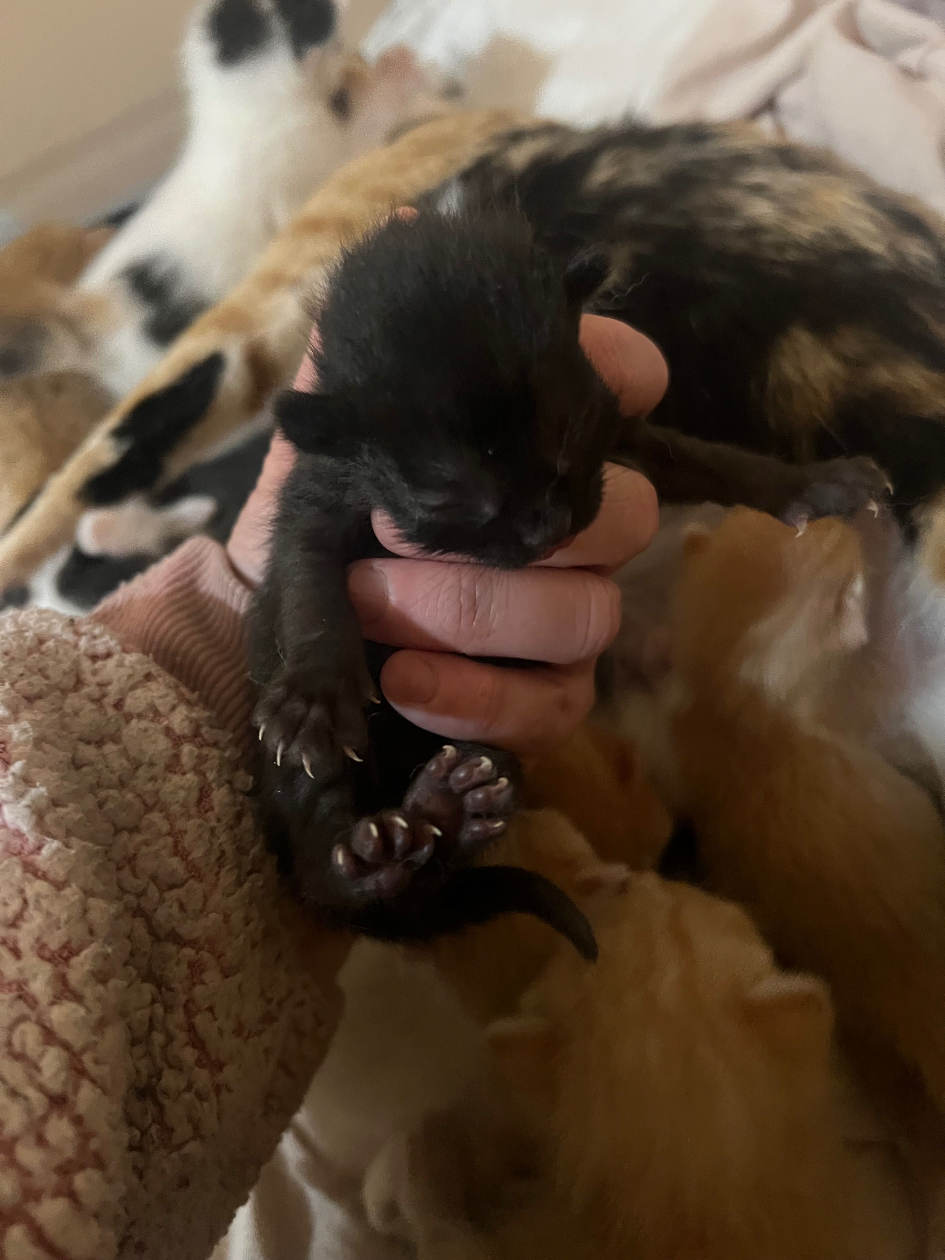 gatinhos pretos, ruivos e brancos