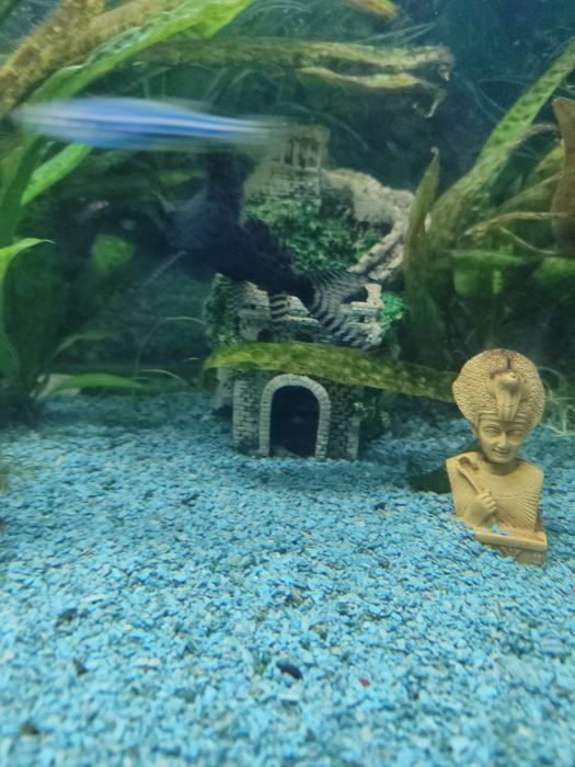 Сомик-перевёртыш[1] (лат. Synodontis nigriventris) —