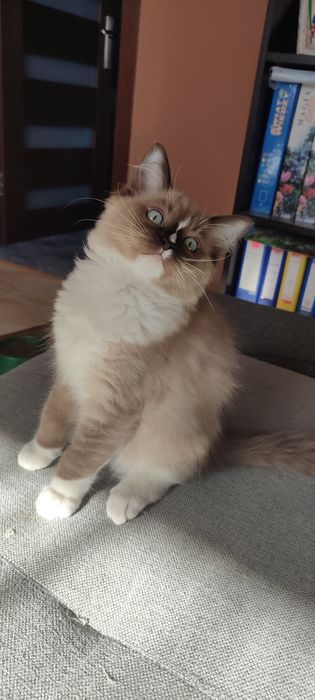 Ragdoll Cherubin Mink kotek rodowód  TICA