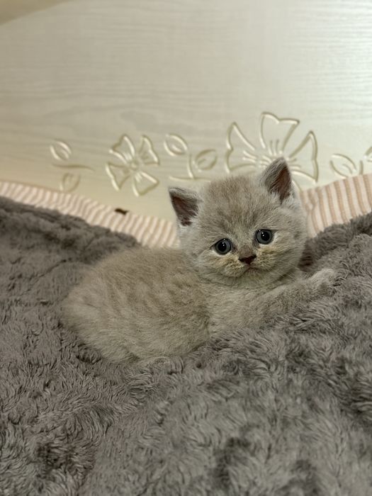 Шотландські висловухі та прямовухі кошенята