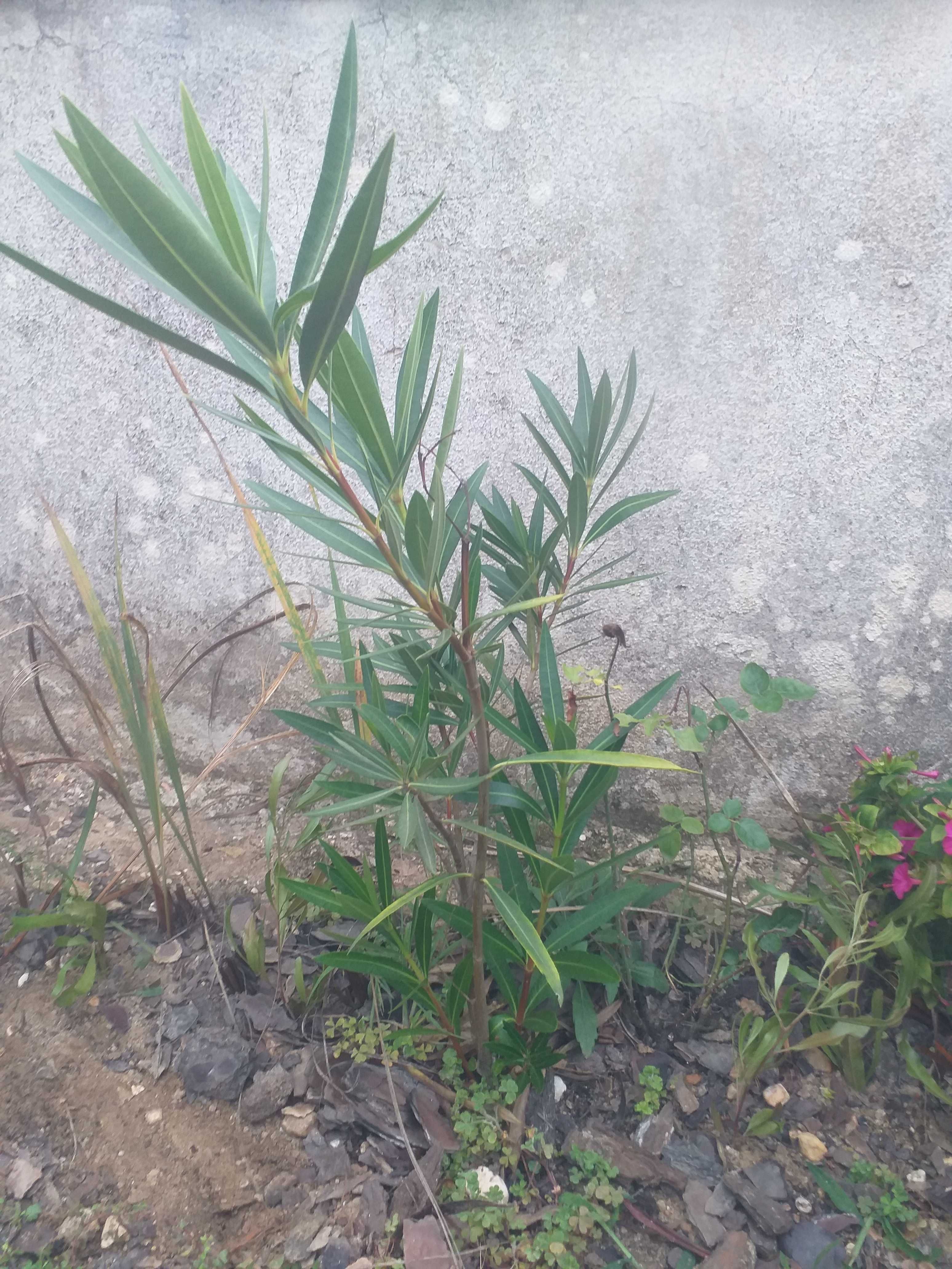 Plantas de oleandro flor rosa  em vaso