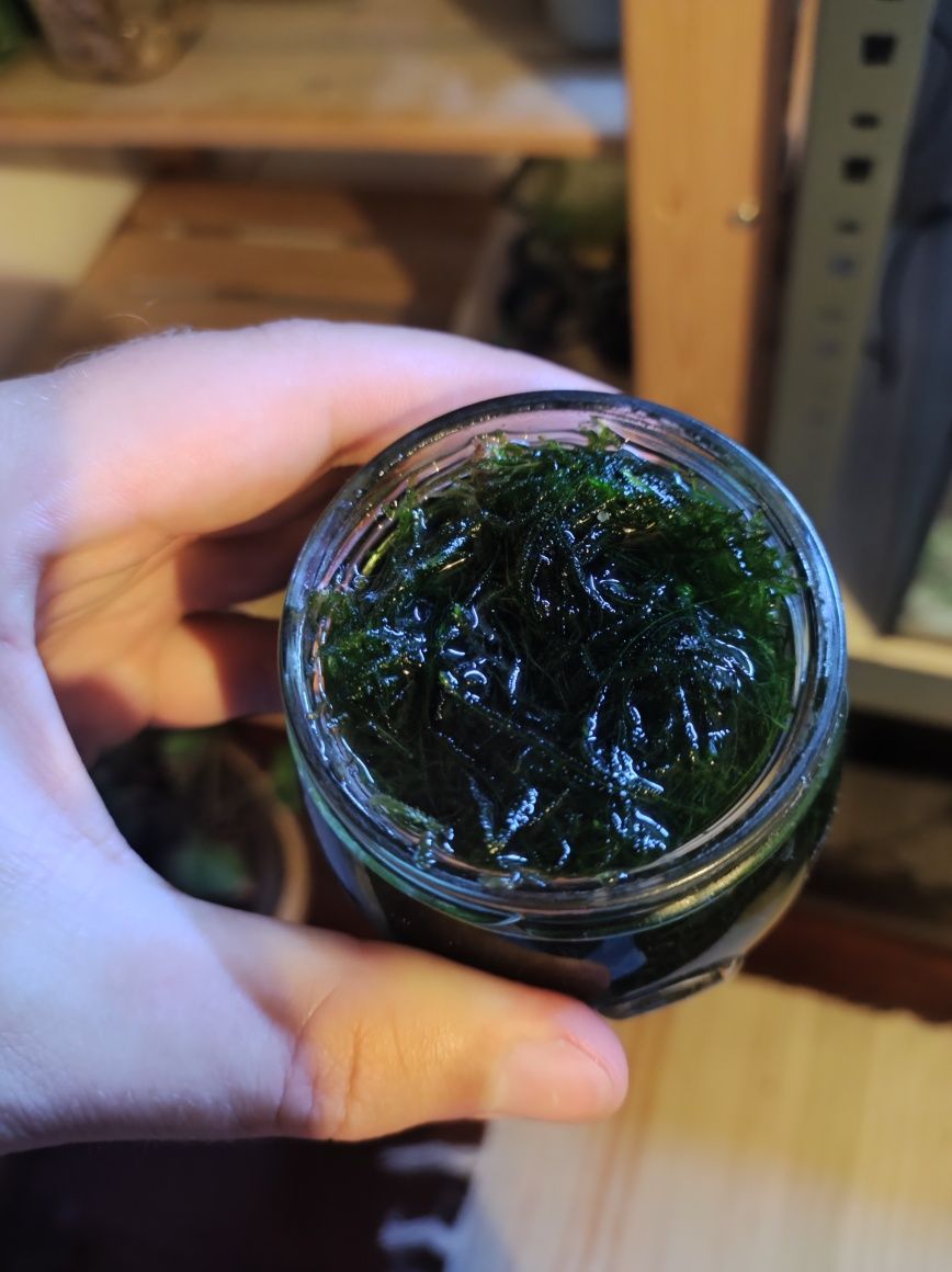 Musgo de java "Vesicularia sp."