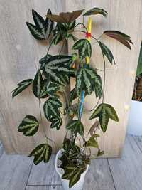 Passiflora trifasciata kolekcjoner