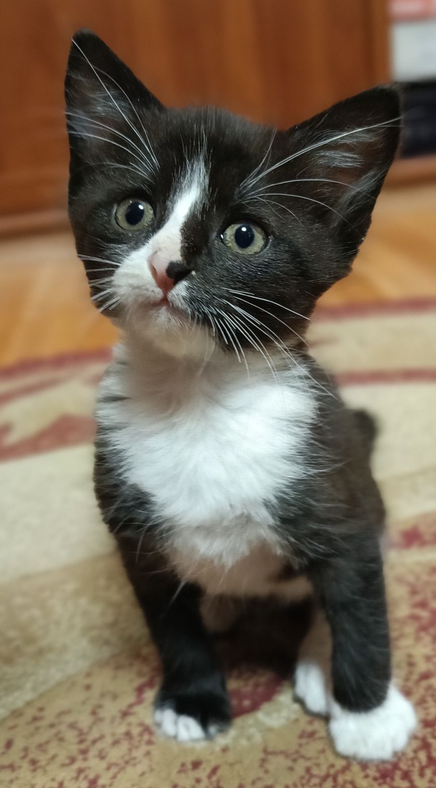 Срочно!!! Отдам котят!
