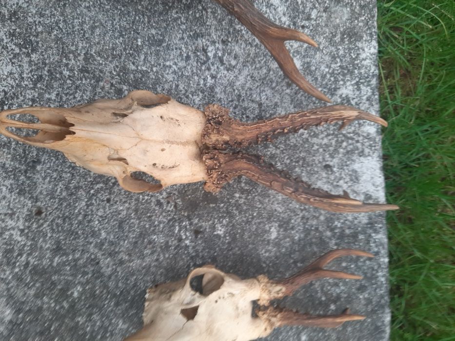 Rogi  z czaszkami  6 szt   dla  myśliwego   kompletne   uzębienie  w p