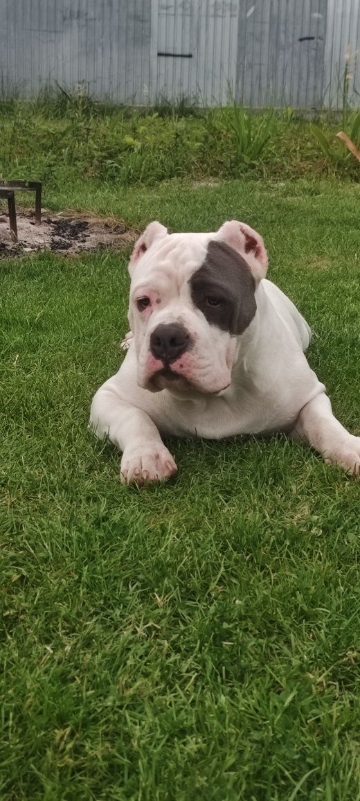American bully standard Амбулли щенки ambully puppy