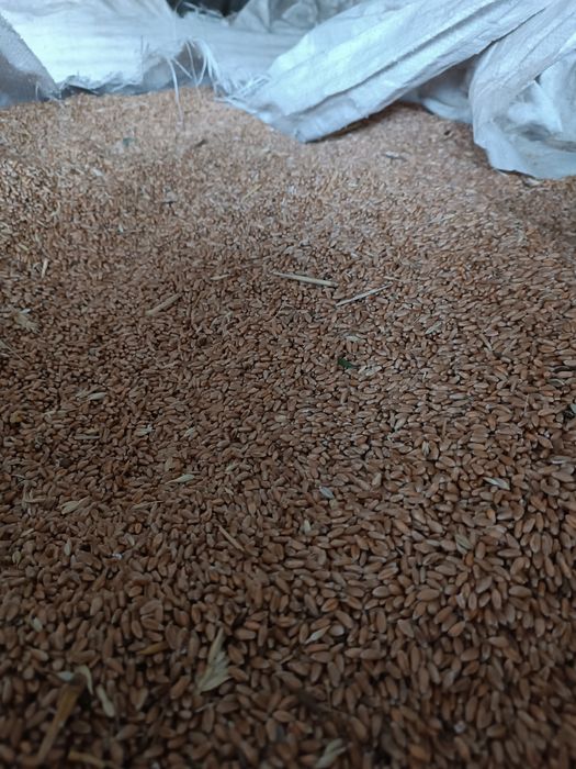 Продам пшеницю фуражну