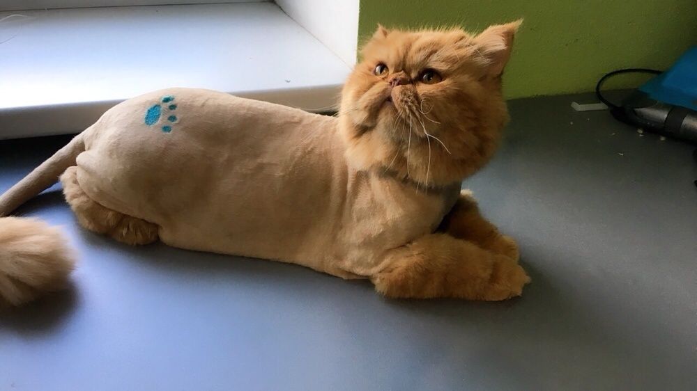 Стрижка собак и котов