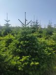 JODŁA KAUKASKA PLANTACJA -producent -cięta,kopana ,świerk