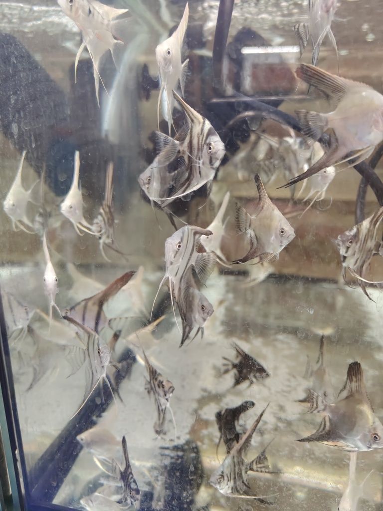 Skalary mix kolorów różne odmiany tylko 7 zł