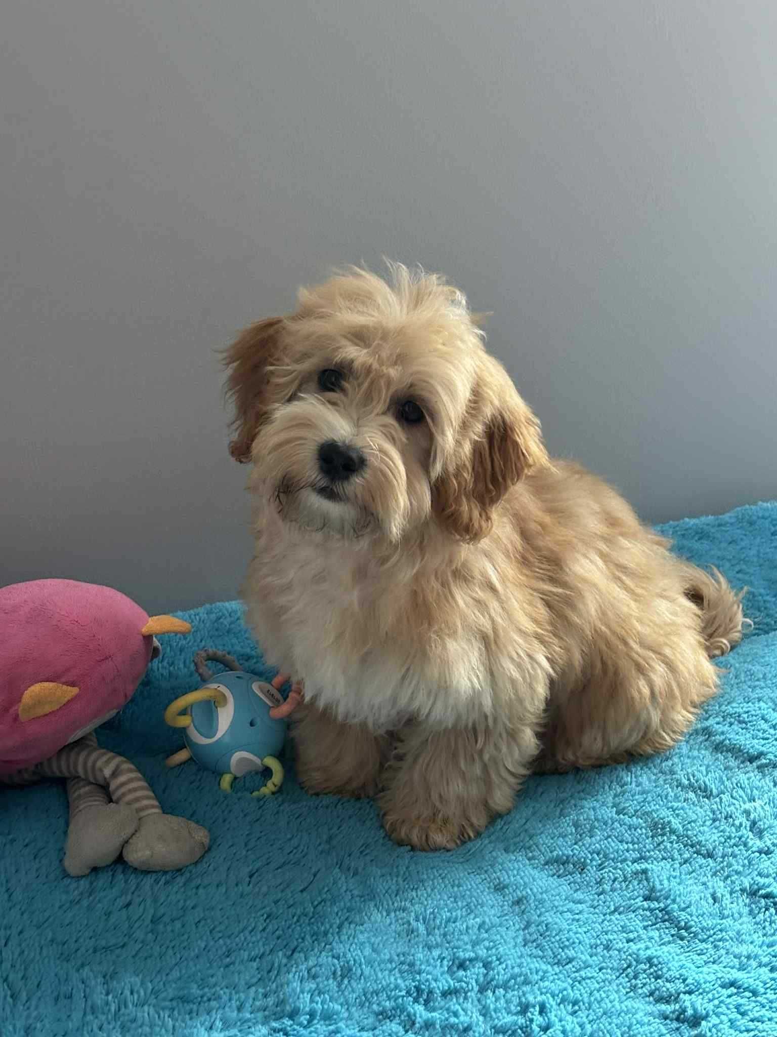Maltipoo F1-maltańczyk/pudel toy -Pies