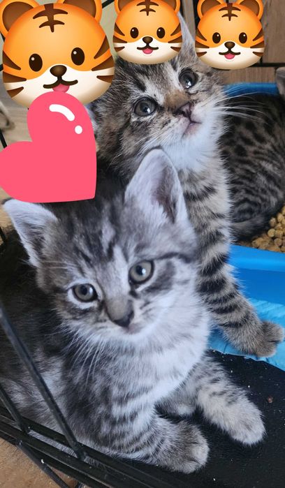 WHISKASEK,Z siostrzyczką lub jako dokocenie,szuka opiekuna!