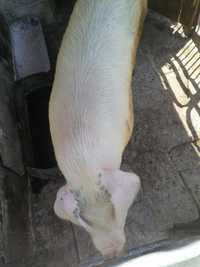 Закуповуємо свині живою вагою 58-60грн