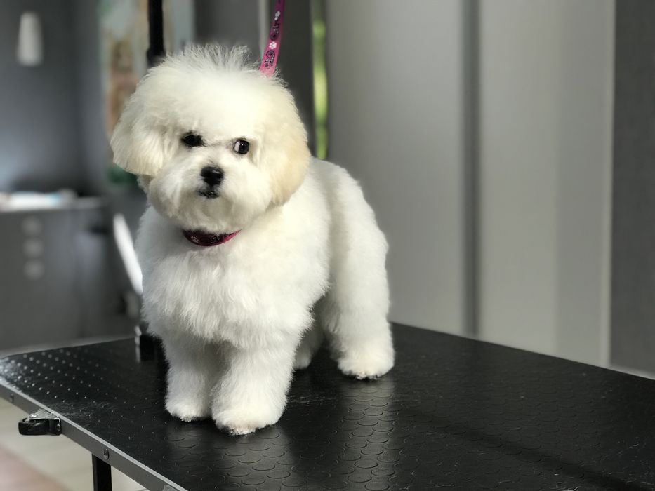 Груминг, грумінг Стрижка собак и кошек