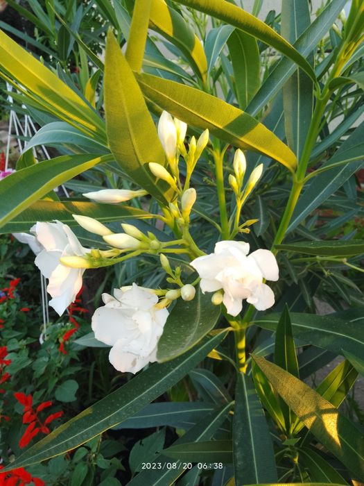 Мімоза жовта, тілландсія атмосферна,турея,олеандр, стреліція ,шефлера