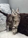 Kotka rasy Maine Coon - rodowód FPL