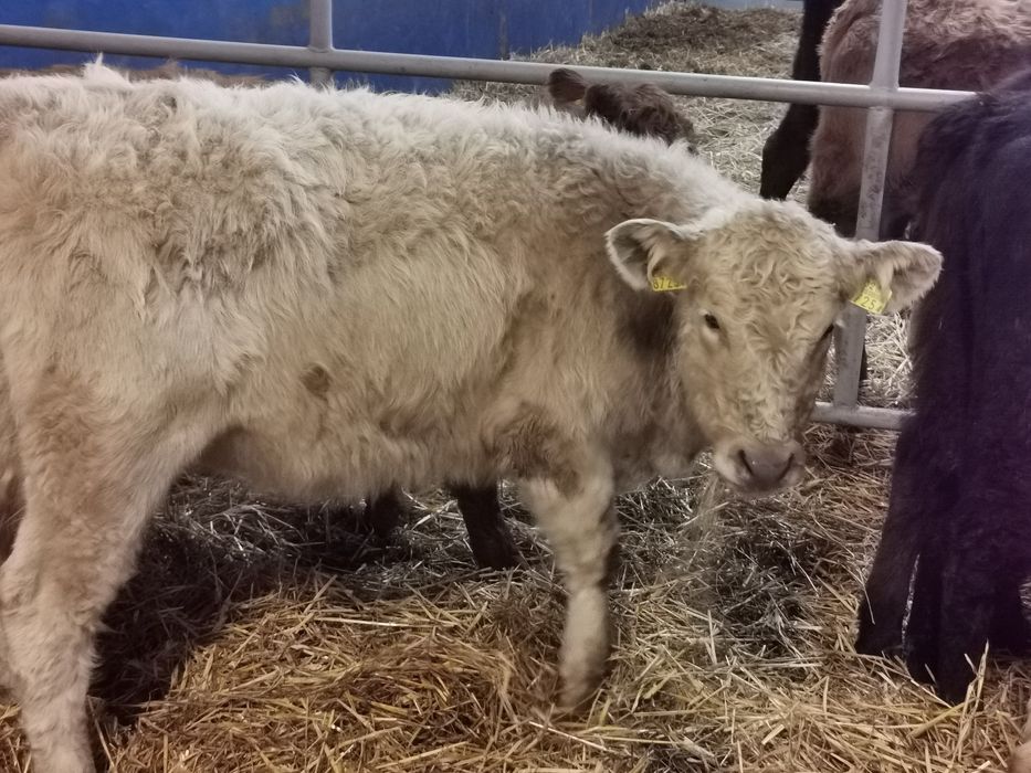 Odsadki ładne duże tanio