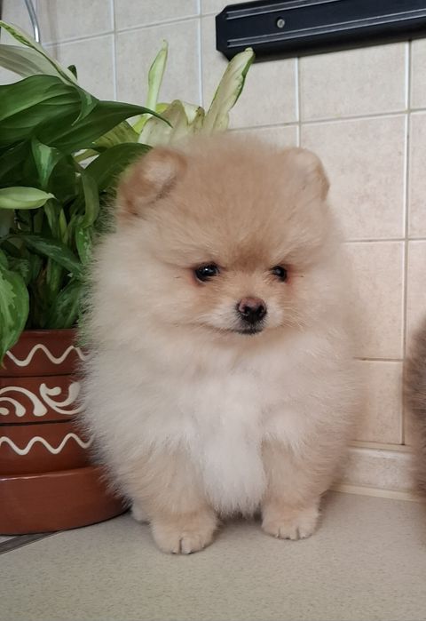 Щенки померанского шпица