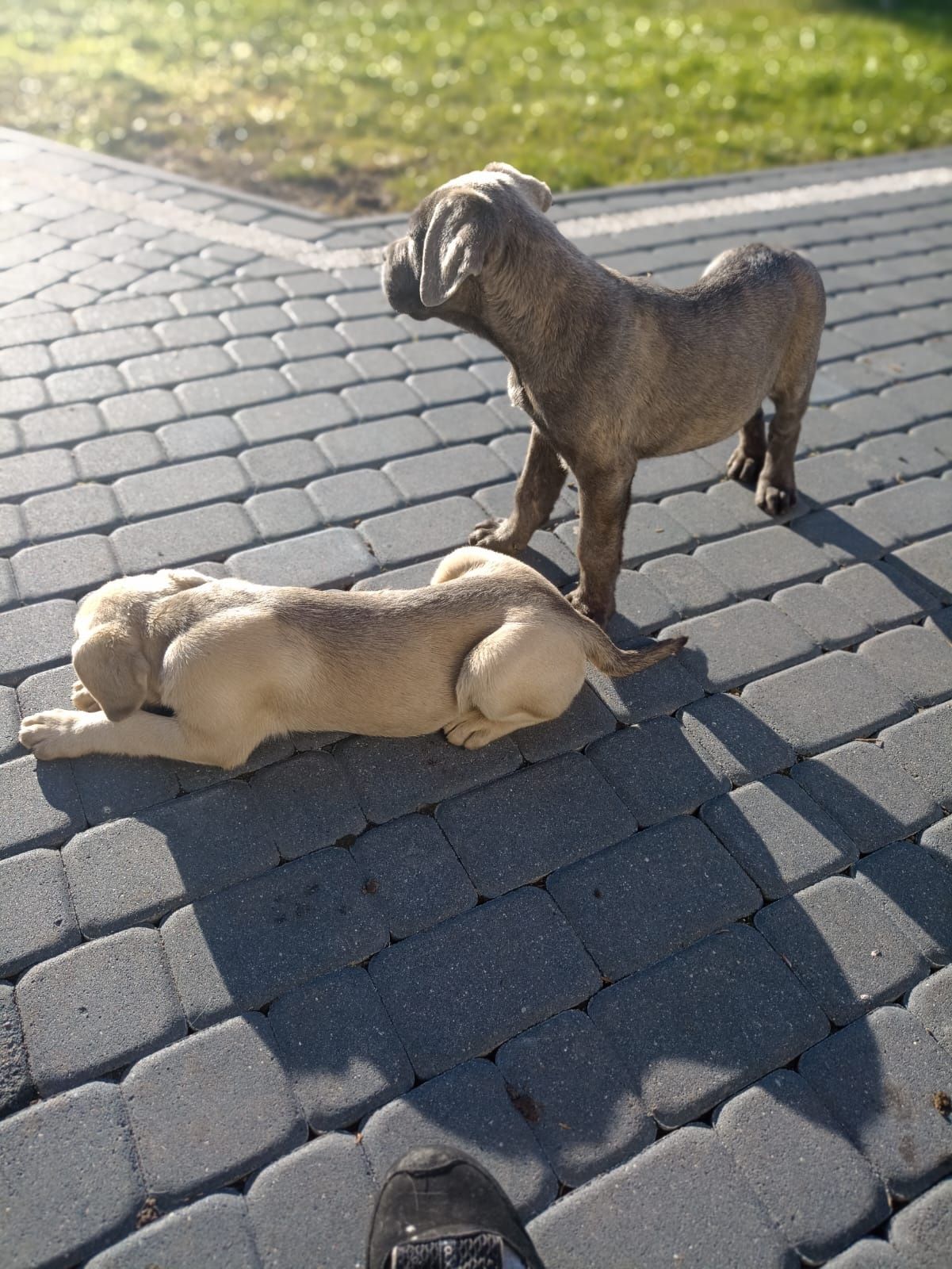 Cane Corso samiec