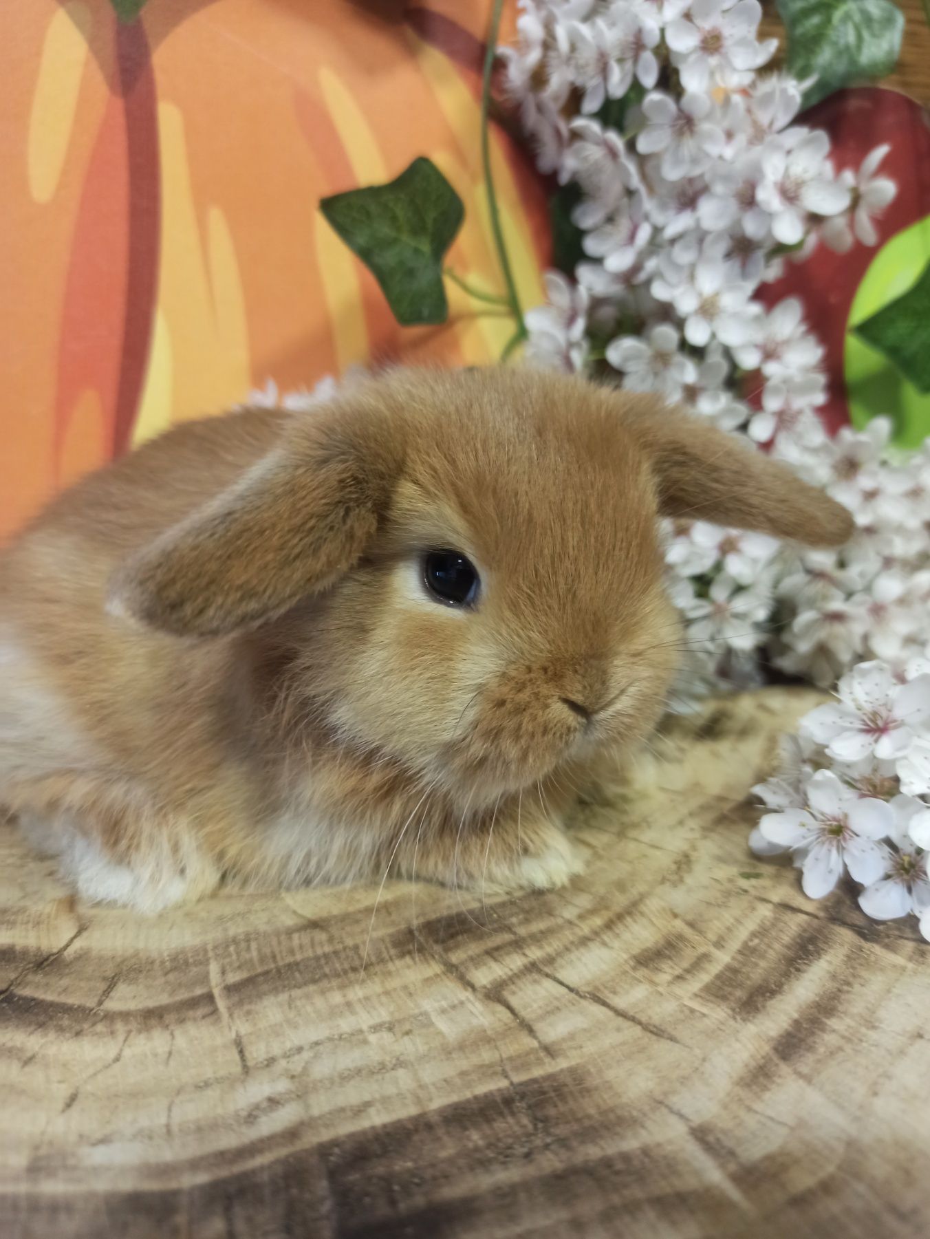 Самиця породи Miniature Lop