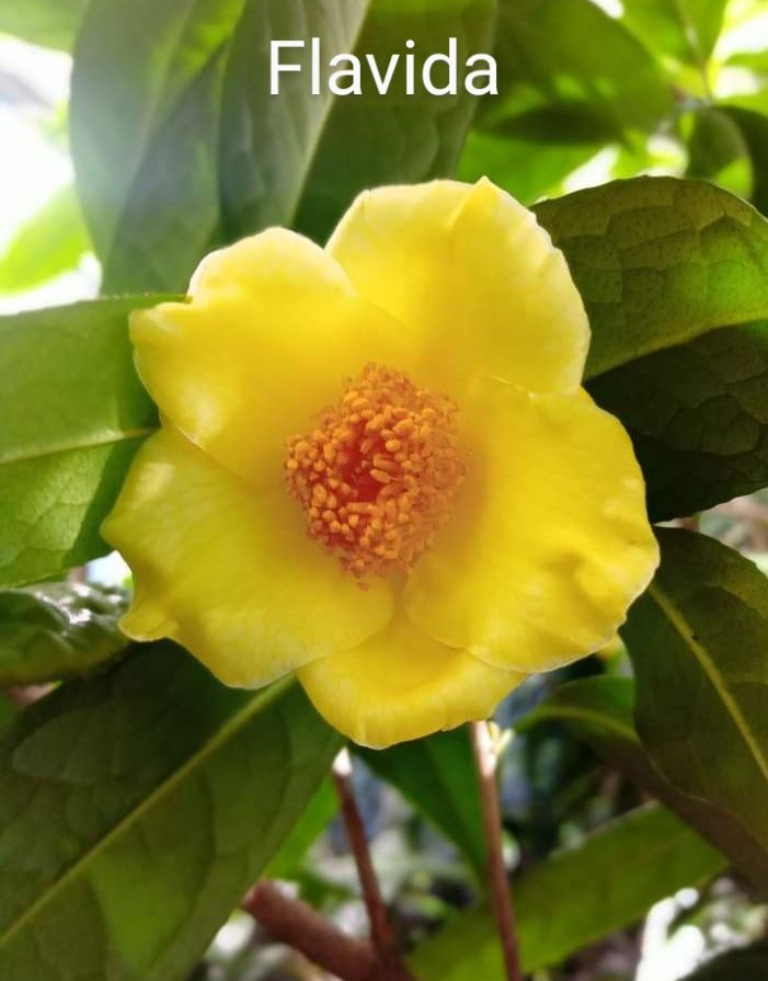 Camélias Amarelas