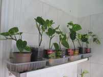 Planta Jiboia mudas minha produção e coração magoado