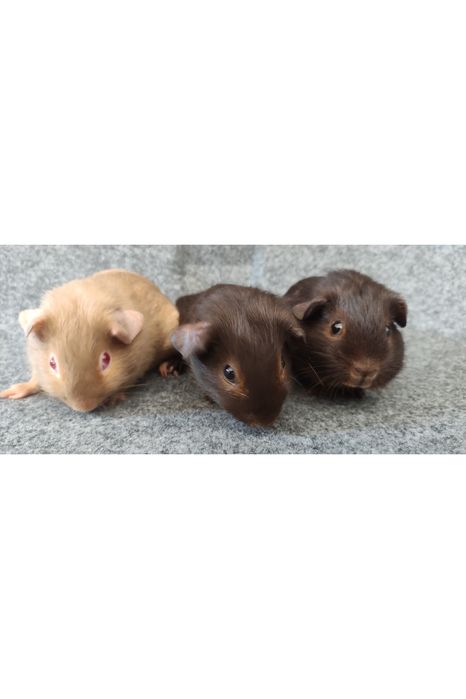 Świnka morska cavia gładkowłosa self US Teddy skinny z hodowli
