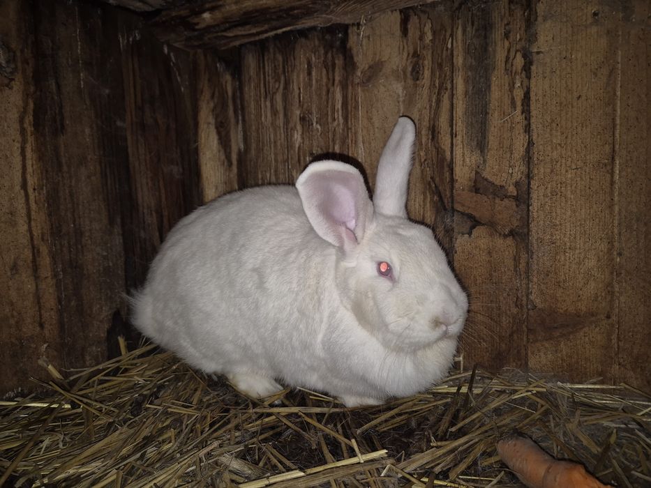 Królik nowozelandzki biały z czerwonymi oczami samica