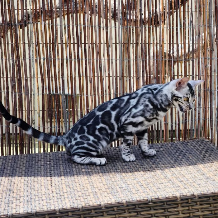 Bengal Silver — Elegância Selvagem Linhagem de elite | Vi'ana Cats