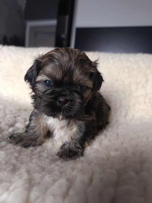 OKAZJA! Czekoladowy piesek Shih Tzu szuka domu (RODOWÓD/SZCZEPIENIA)