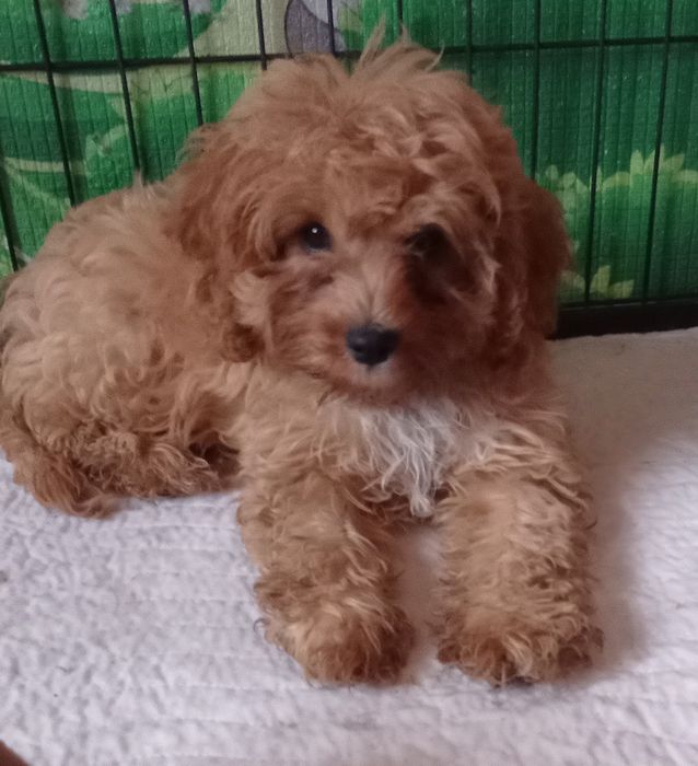 Cavapoo F1 suczka