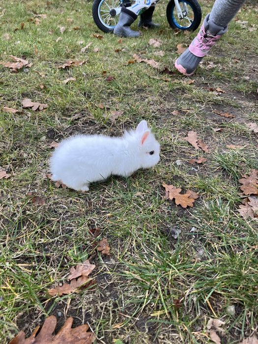 Królik miniaturka młody