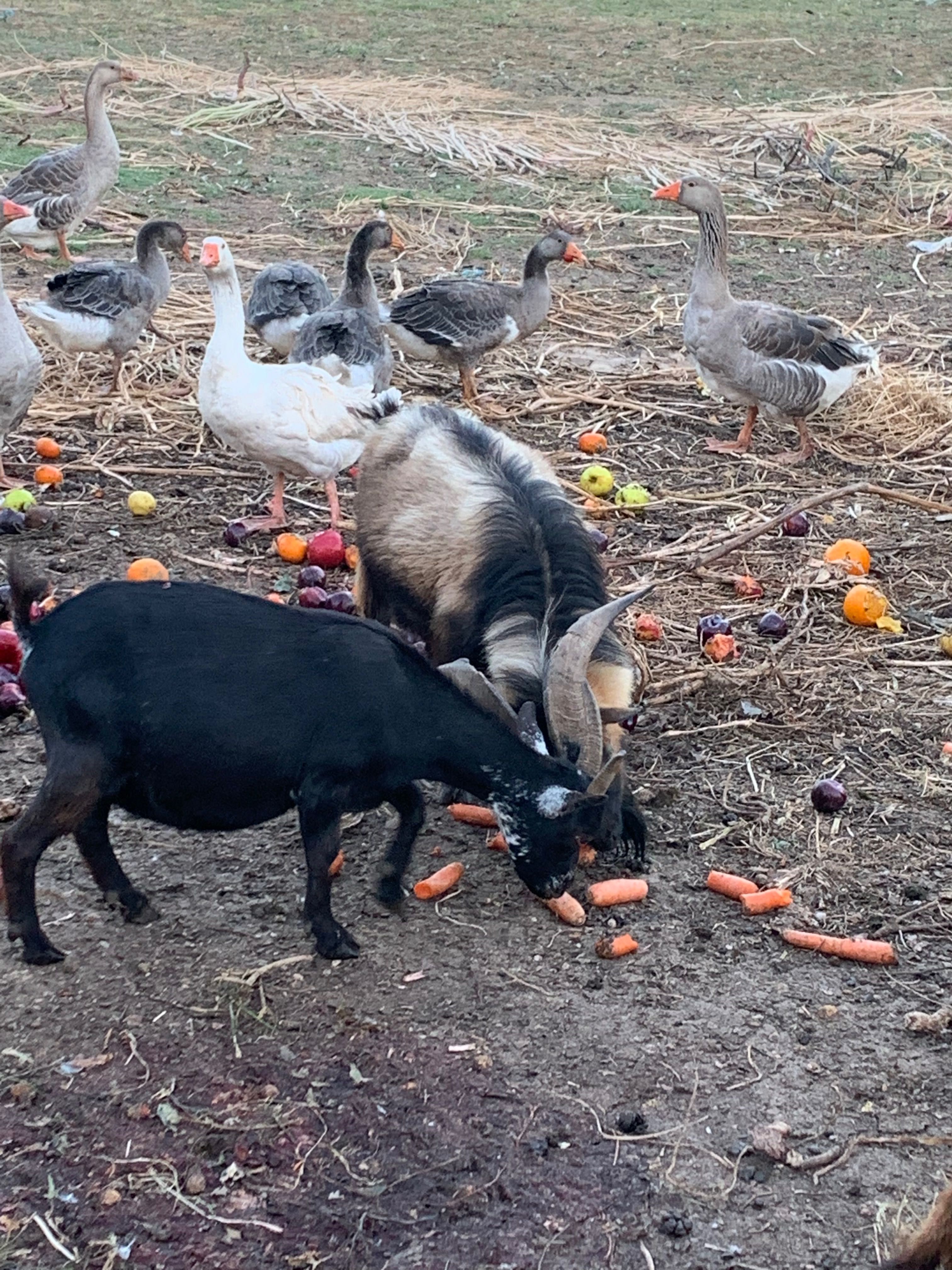 Animais de quinta