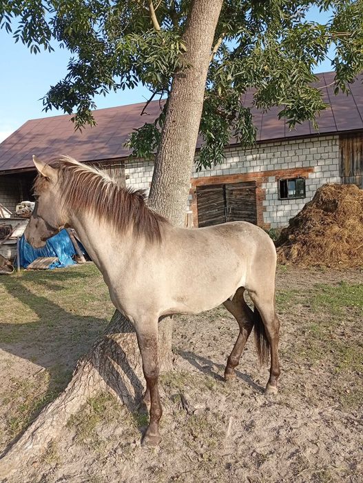 Sprzedam ogierka konika Polskiego