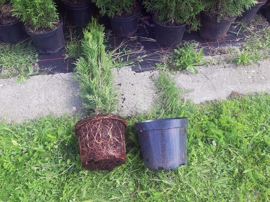 Tuja Szmaragd Szmaragdowa Tuje Szmaragdy 90CM Wys hodowane w doniczce