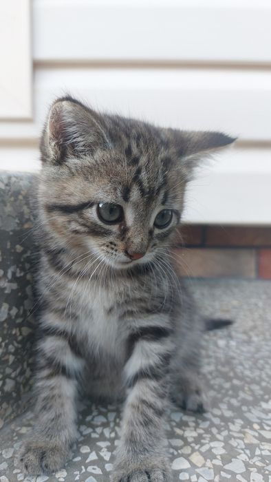 Кошеня шукає дім