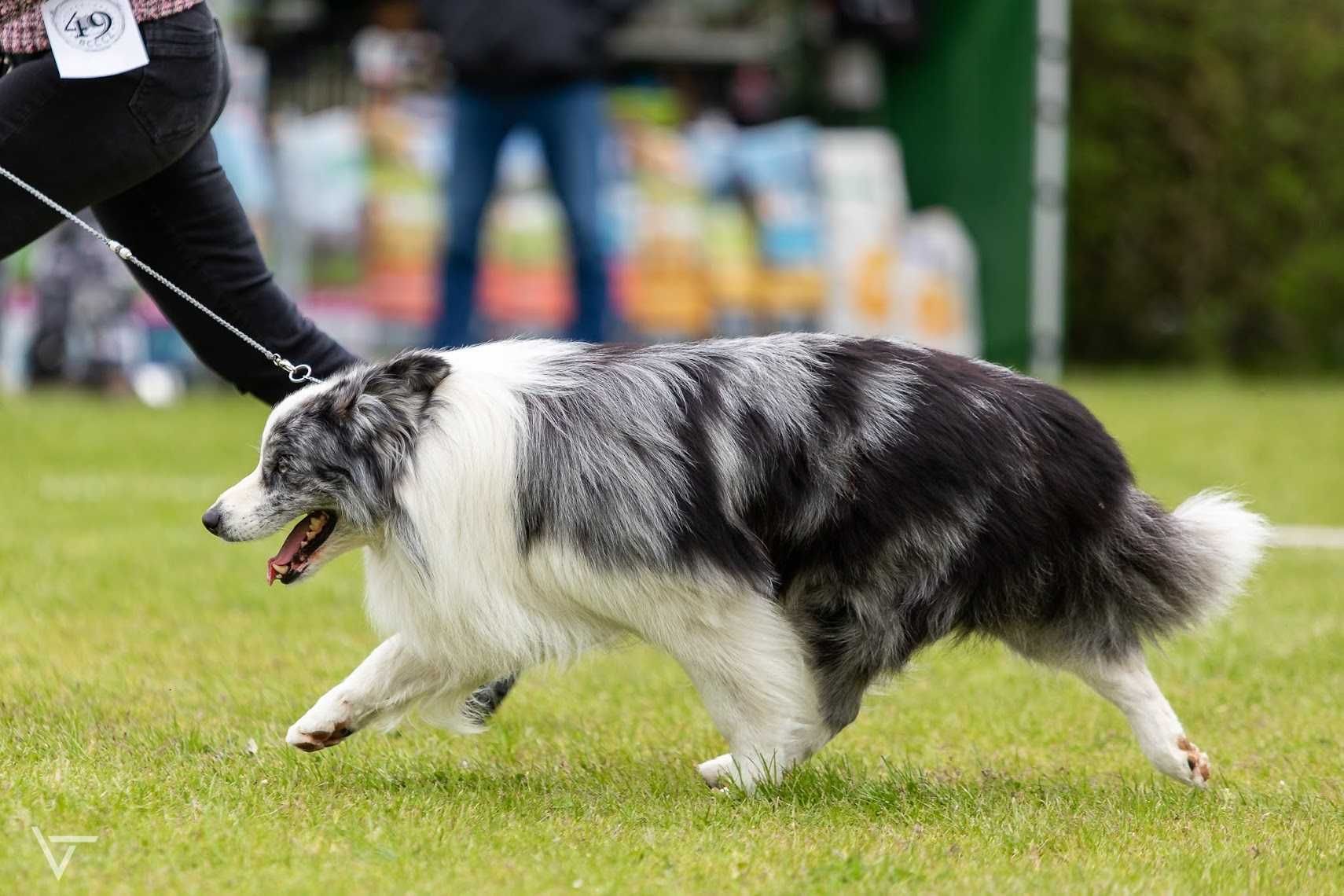 Border Collie ZKwP/FCI - piesek czarno-biały