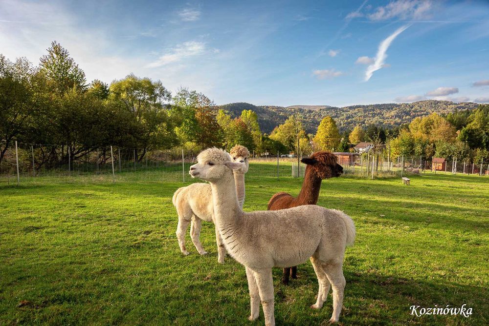 Kozinówka - Weekend listopadowy