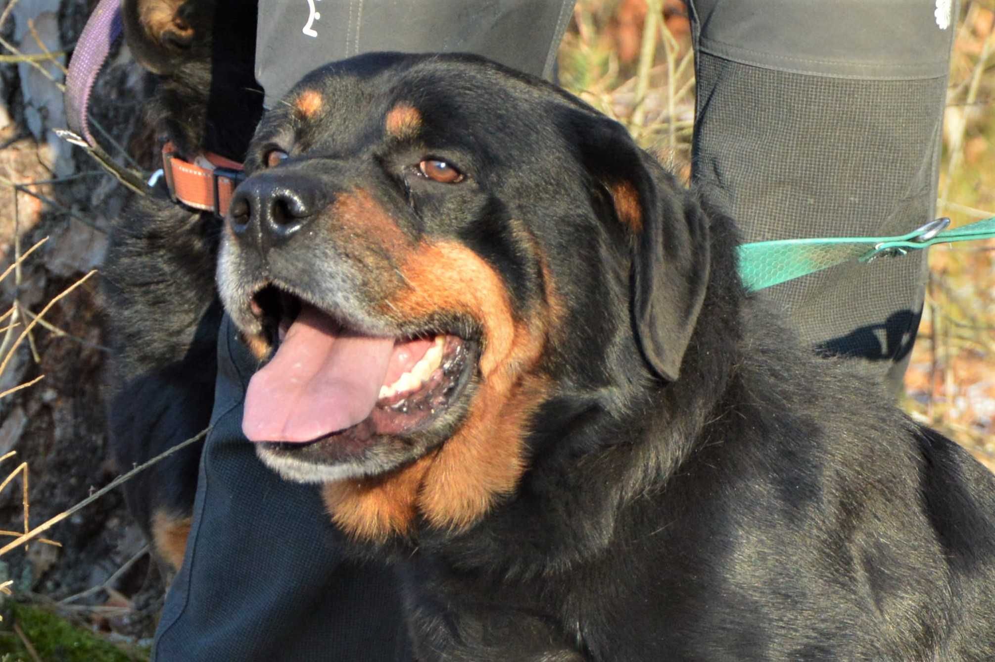 Trebor- w typie rottweiler. Przemiły, nieduży, kochający człowieka