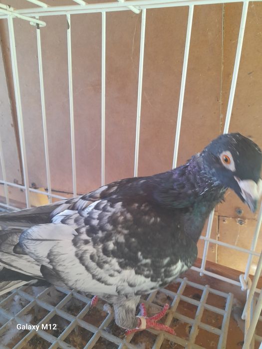 Gołębie pocztowe opal tygrys rubella almond pencil gimpel