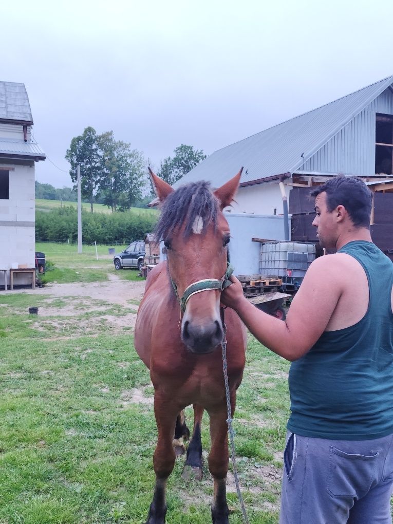 Sprzedam źrebice zimnokrwista