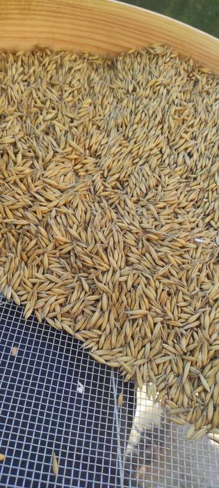 Owies do siewu grube ziarno